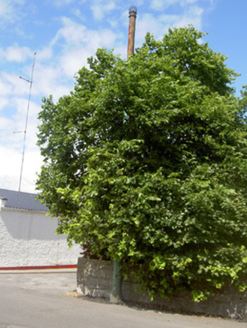 Church Street,  EDGEWORTHSTOWN, Edgeworthstown,  Co. LONGFORD