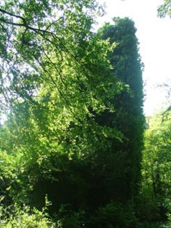 Charleville Castle, CHARLEVILLE DEMESNE, Tullamore,  Co. OFFALY