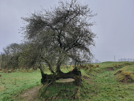 4:Fruit trees to north of site of former house