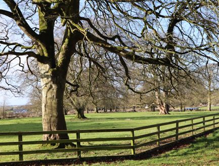 8:Parkland with post-mature trees and pasture, looking west from the house