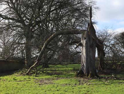 Dead beech tree