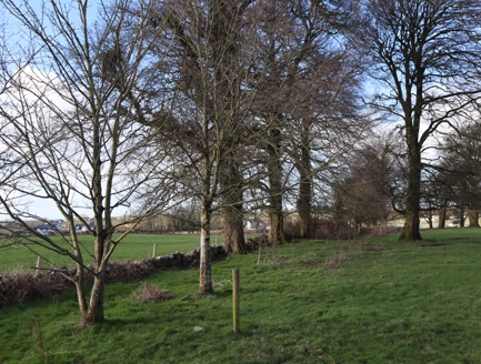 Some replanting of trees to western boundary