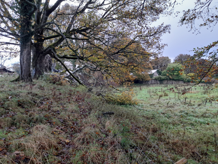 View to beech planting along eastern boundary, showing change in levels, from north