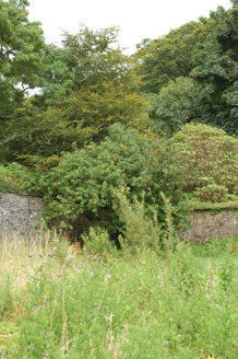 Apple tree in southern corner of eastern section of walled garden