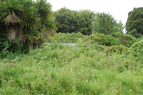 Overgrown terrace on northern side of walled garden, glasshouse just visible
