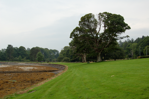 Mature trees along shoreline