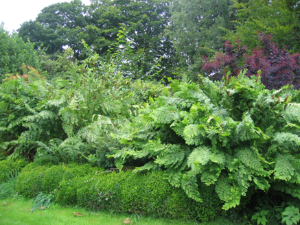 Osmunda regalis (Royal Fern)