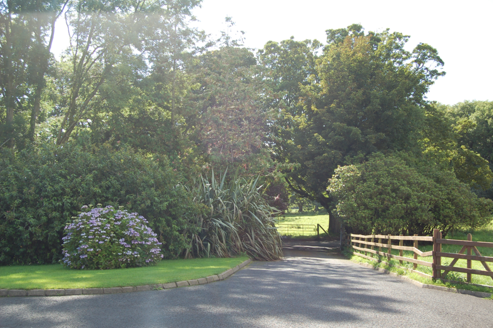 Some ornamental planting to west of house