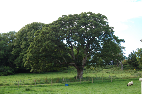 Mature parkland trees to south of house