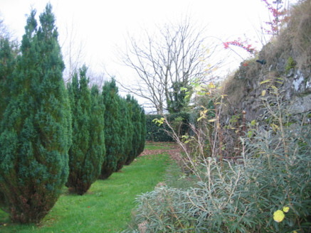 Walled garden interior, south wall