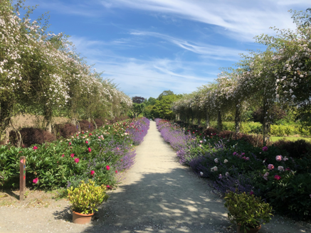 15: Rose walk in walled garden