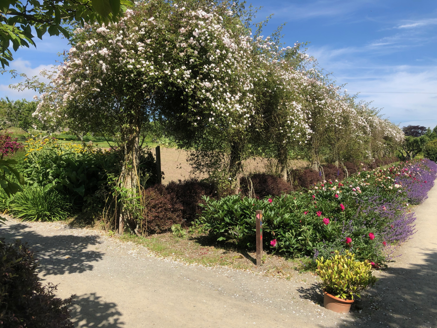Rose pergola