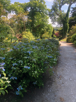 Hydrangea river walk
