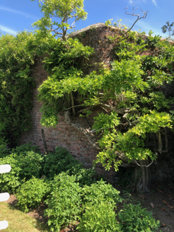 Wisteria sinensis