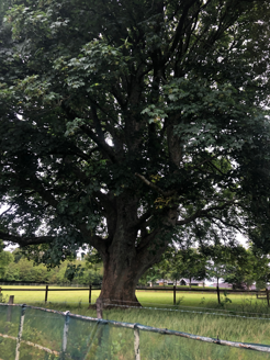 Acer macrophyllum
