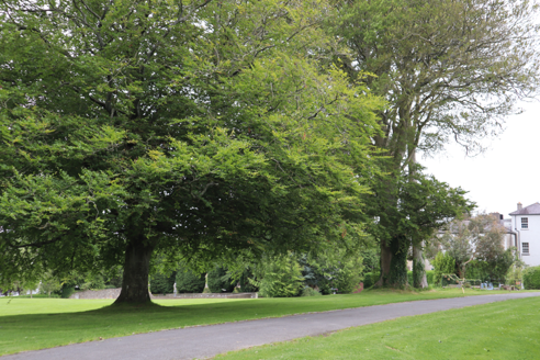 6: “Beech Walk”, graveyard and backside of convent in background
