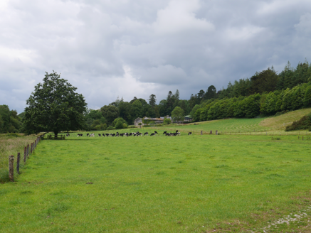Avenue to Old Cappagh House overgrown.