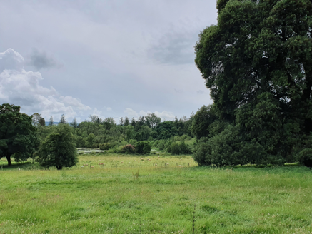 View from Old Cappagh House south to water garden.
