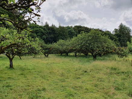 Old apple trees in walled garden, c.1900.