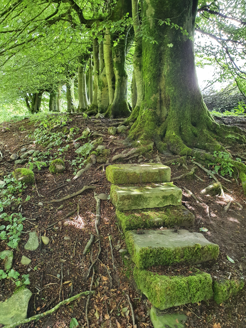 Remains of hedge and steps in walled garden.